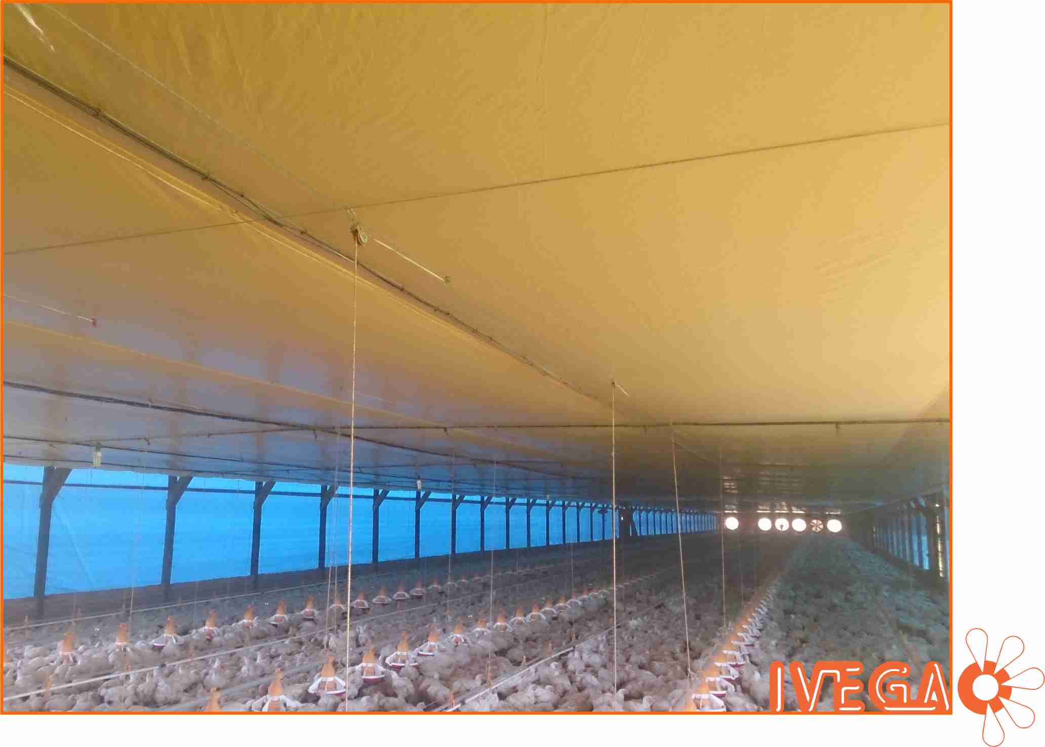 Cielo raso para granja de pollos parrilleros