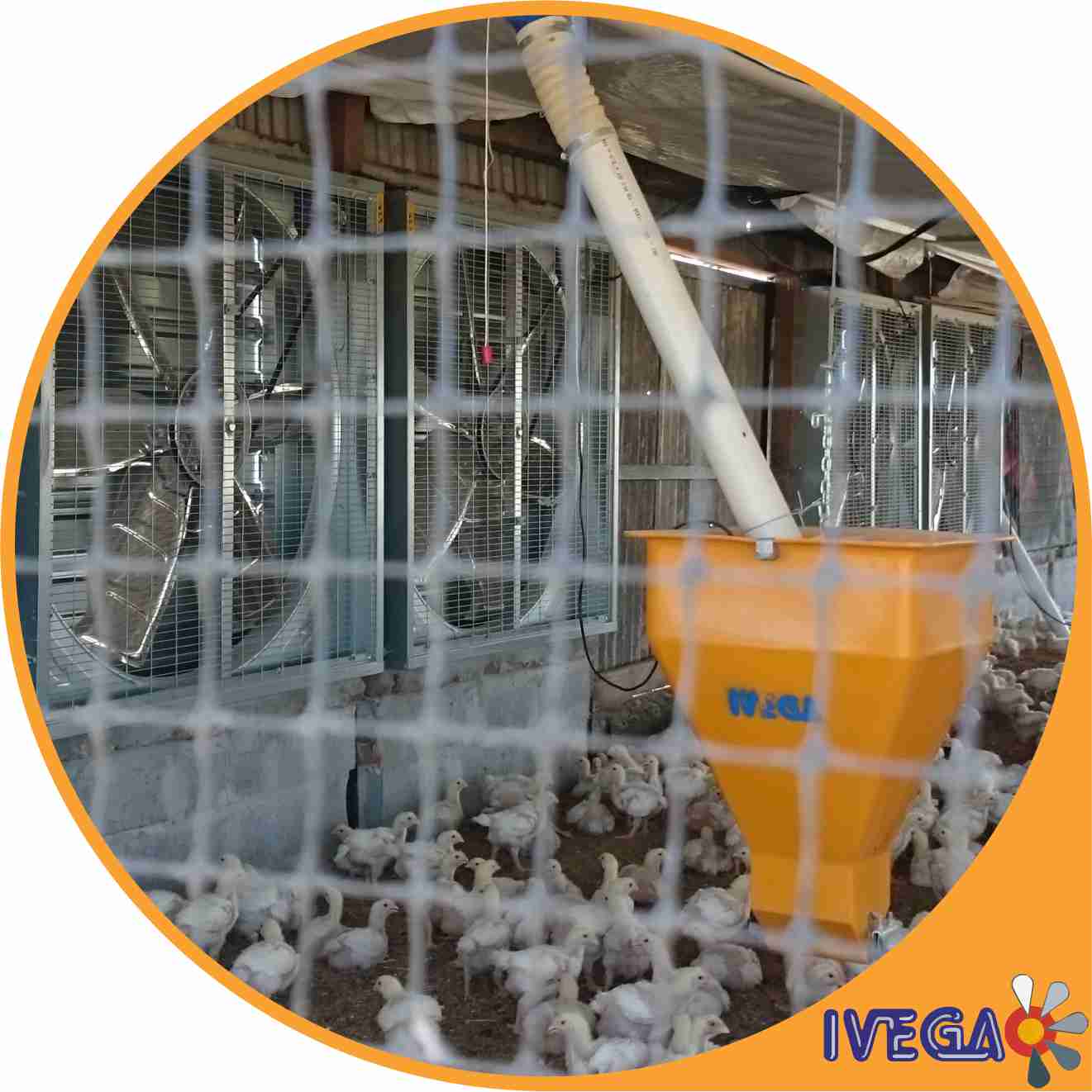 extractores y sistemas de ventiladores en granja y tolva de alimentador transversal  para granja de parrilleros de plastico, tejido antipájaros